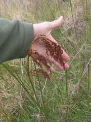 Machaerina articulata