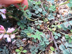 Indigofera cerasiflora