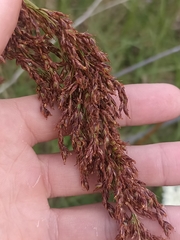 Machaerina articulata