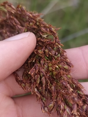 Machaerina articulata