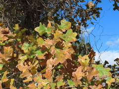 Quercus stellata