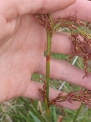 Machaerina articulata