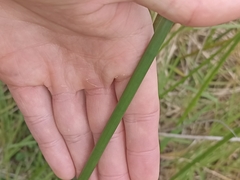 Machaerina articulata