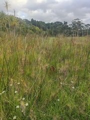 Machaerina articulata