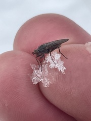 Heleomyzidae