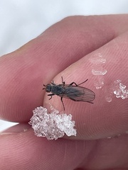 Heleomyzidae