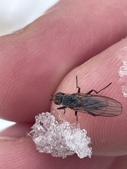 Heleomyzidae