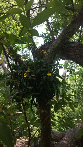 Image of Gomesa bifolia by (c) Florencia Luna, some rights reserved (CC BY)