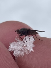 Heleomyzidae