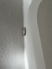 Phereoeca
