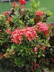 Ixora coccinea