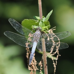 Orthetrum cancellatum