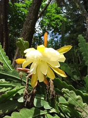 Discocactus
