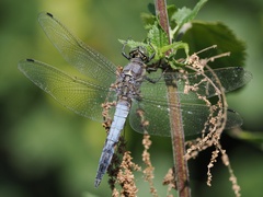 Orthetrum cancellatum