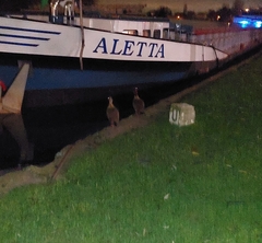 Alopochen aegyptiaca