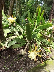 Discocactus