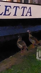 Alopochen aegyptiaca