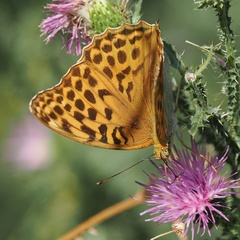 Argynnis paphia