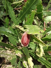 Discocactus