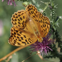 Argynnis paphia