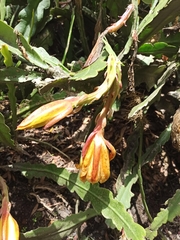 Discocactus