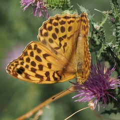 Argynnis paphia