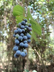 Vitis tiliifolia