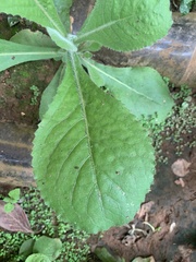 Gymnanthemum amygdalinum