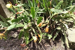Discocactus