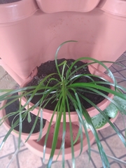 Beaucarnea recurvata