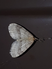 Operophtera bruceata