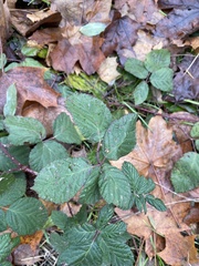 Rubus bifrons