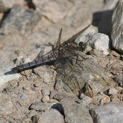 Orthetrum cancellatum