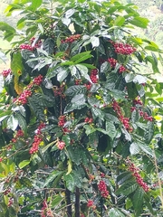 Coffea arabica image
