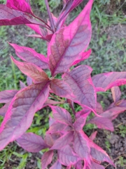 Alternanthera brasiliana