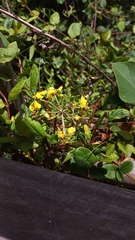 Stigmaphyllon bonariense