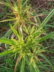Cyperus odoratus