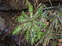 Cirsium palustre