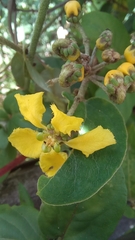 Stigmaphyllon bonariense