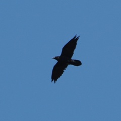 Corvus corax