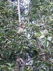 Annona muricata