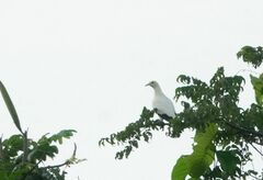 Ducula bicolor