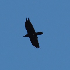 Corvus corax