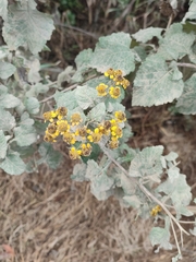 Zaluzania montagnifolia