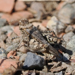 Acrotylus