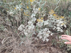 Zaluzania montagnifolia