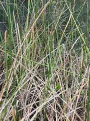 Eleocharis interstincta