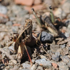 Oedaleus decorus