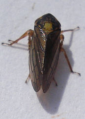 Macropsis scotti
