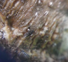 Lepidopsocidae